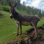 Rustico Pagrueeg * Klosters