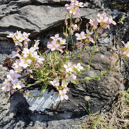 Chalet Pagrüeg Chalet *