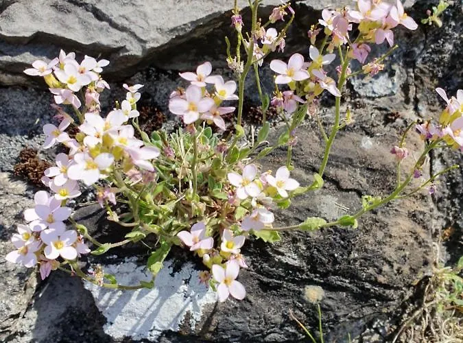 Rustico Pagrueeg Dağ evi *