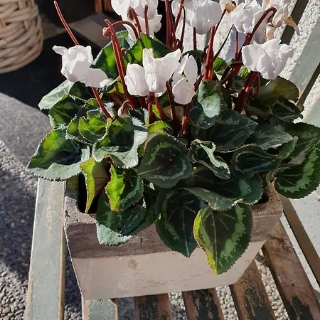 Pagrueeg Σαλέ Klosters