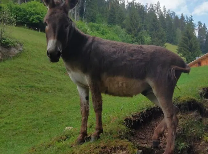 Rustico Pagrueeg * Klosters