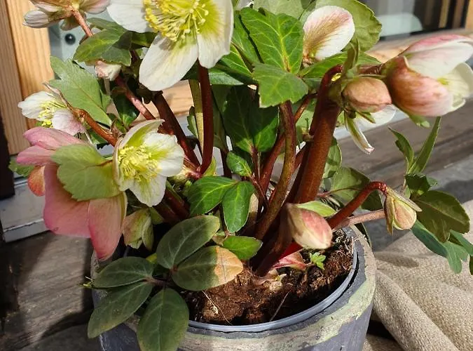 Domek alpejski Rustico Pagrueeg